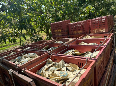 ผู้อำนวยการกลุ่มพัฒนาสหกรณ์การเกษตร 2 ลงพื้นที่ติดตาม ... พารามิเตอร์รูปภาพ 11